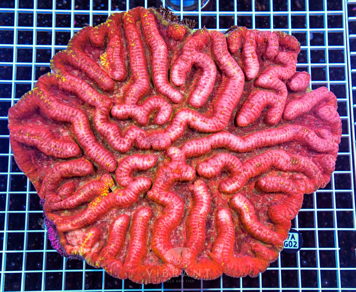 Symphyllia INDO