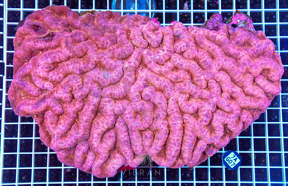 Symphyllia INDO