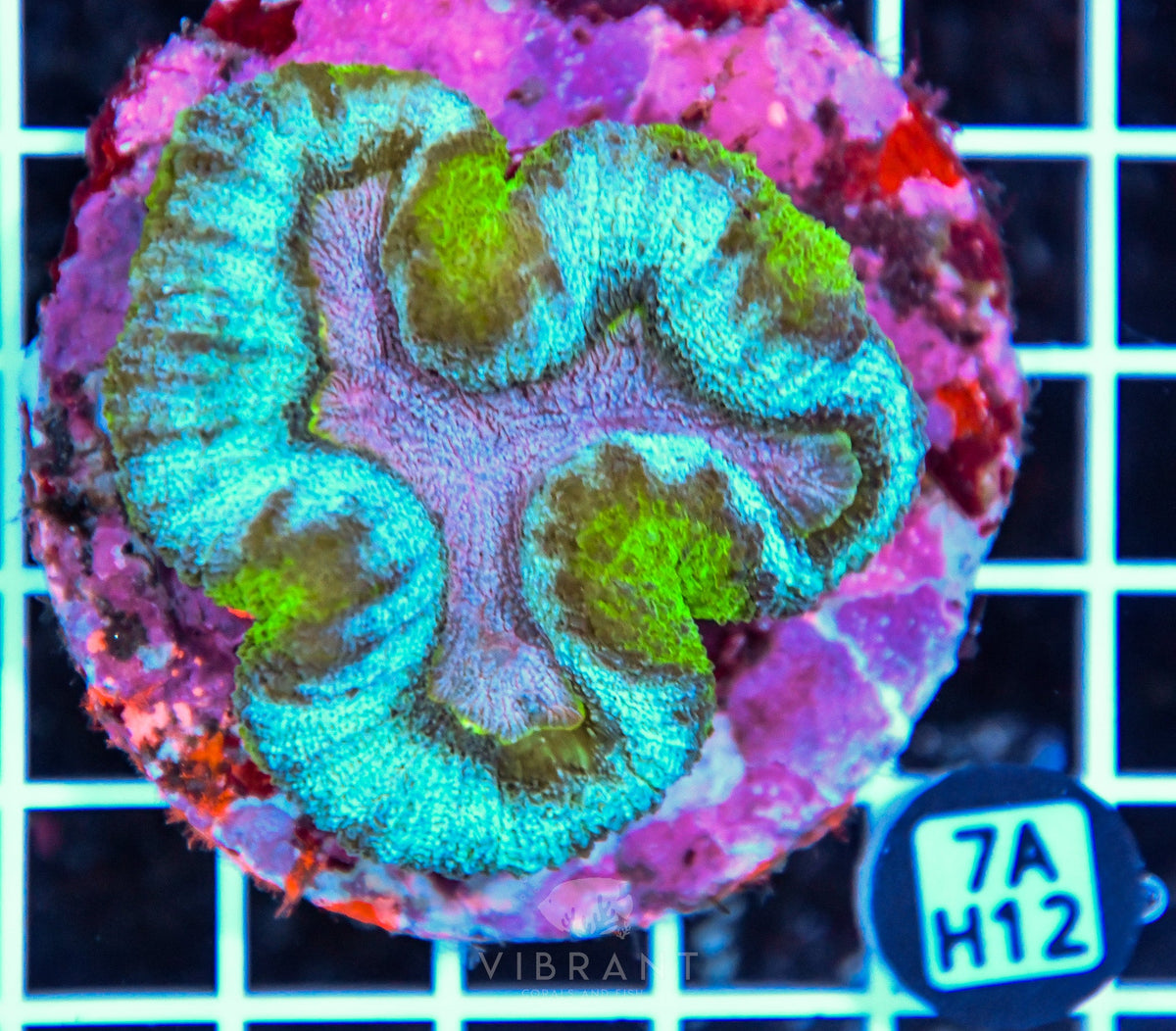 Symphyllia INDO