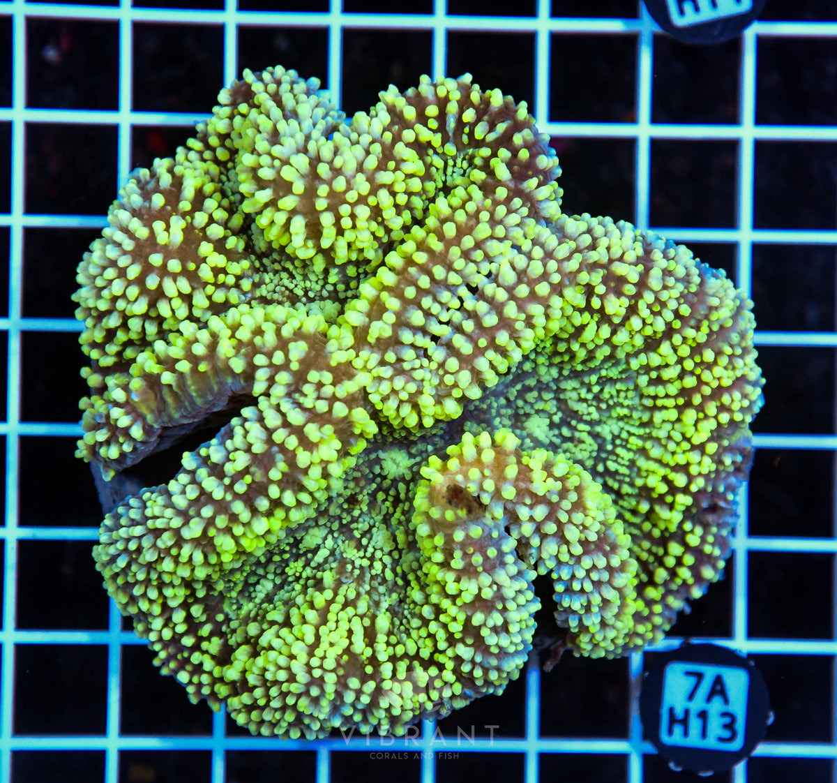 Symphyllia INDO