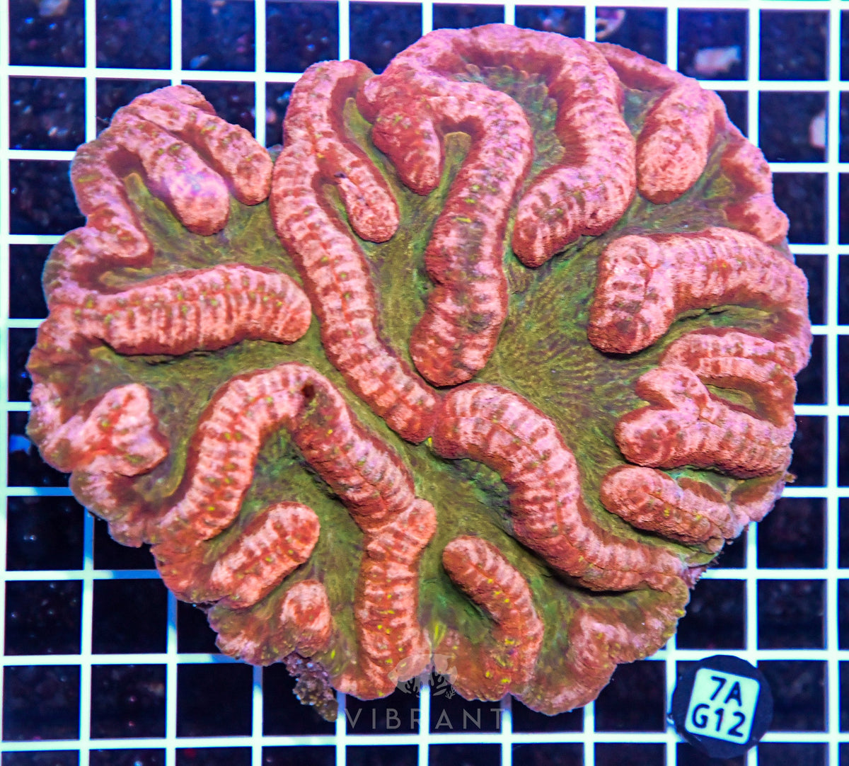 Symphyllia INDO