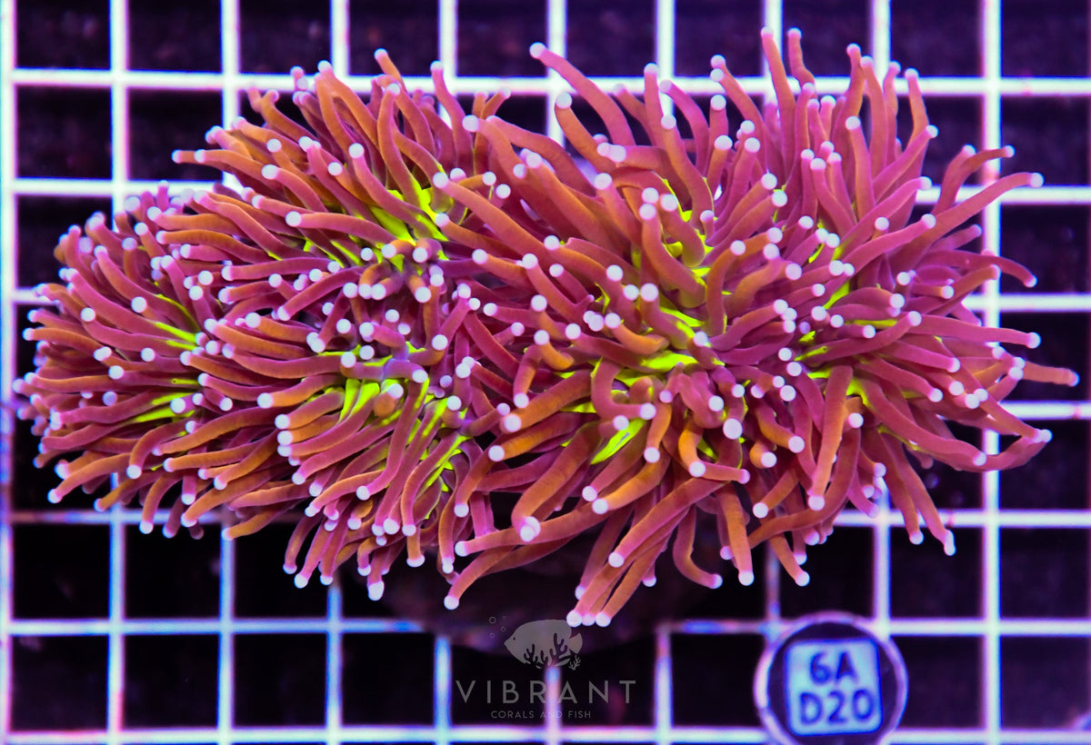 Torch INDO