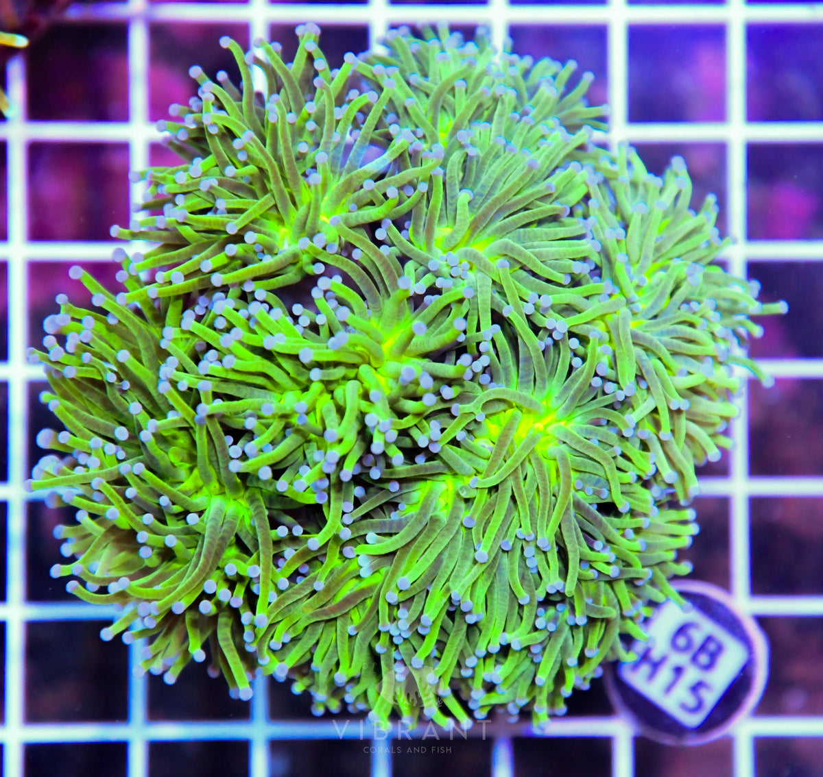 Torch INDO