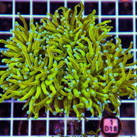 Torch INDO