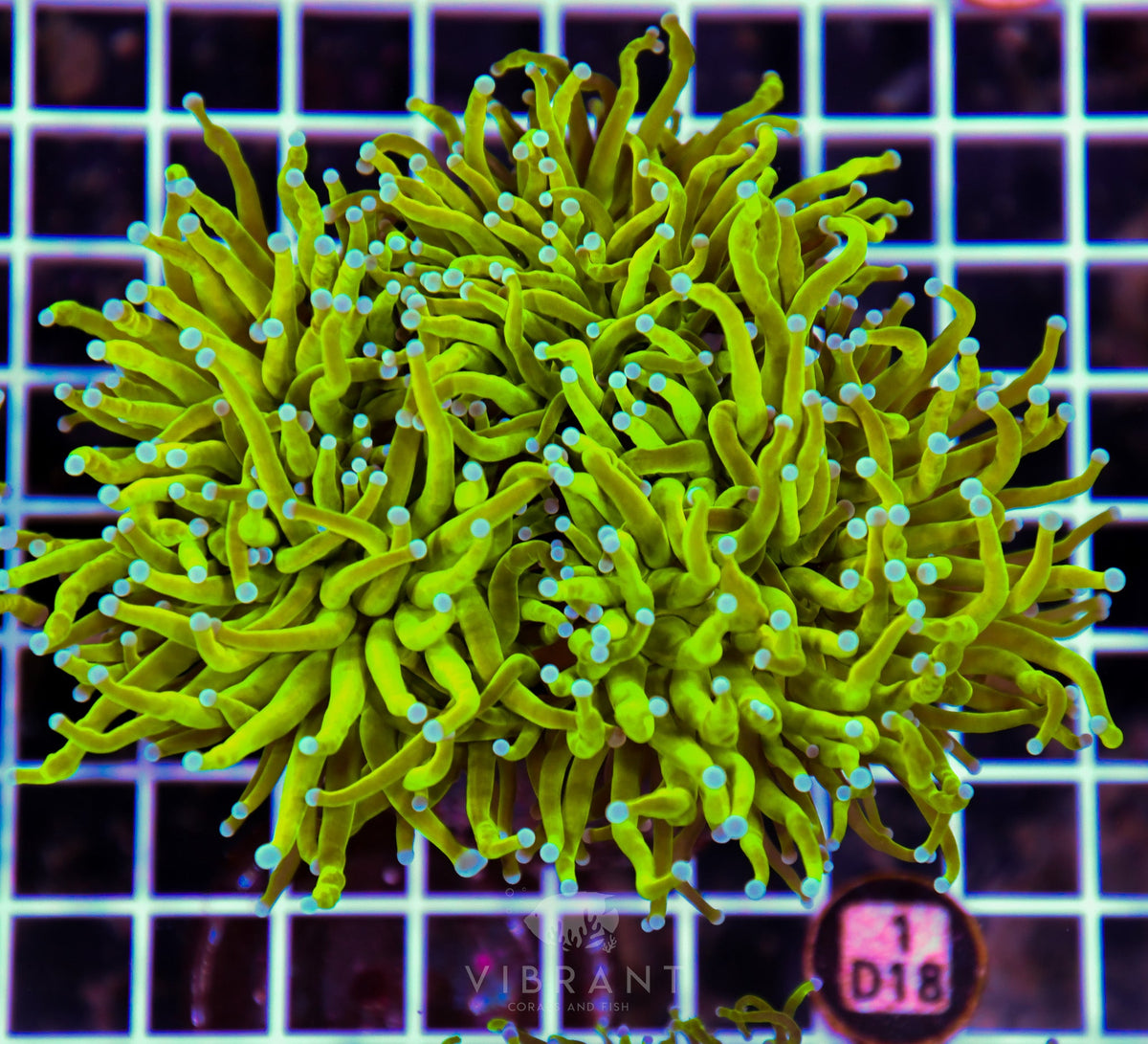 Torch INDO