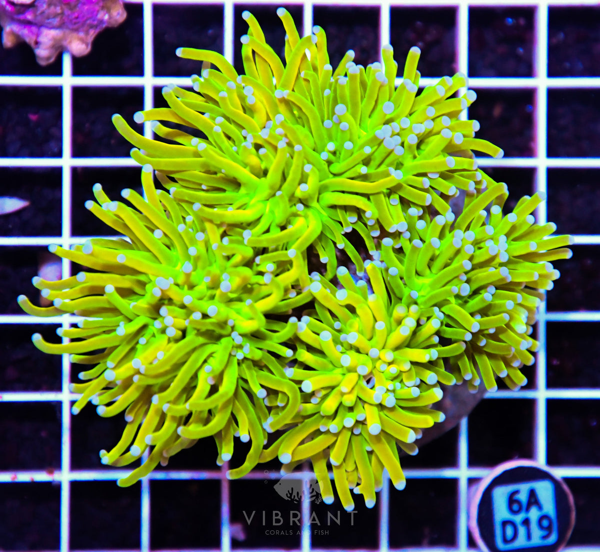 Torch INDO