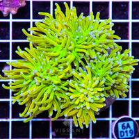 Torch INDO