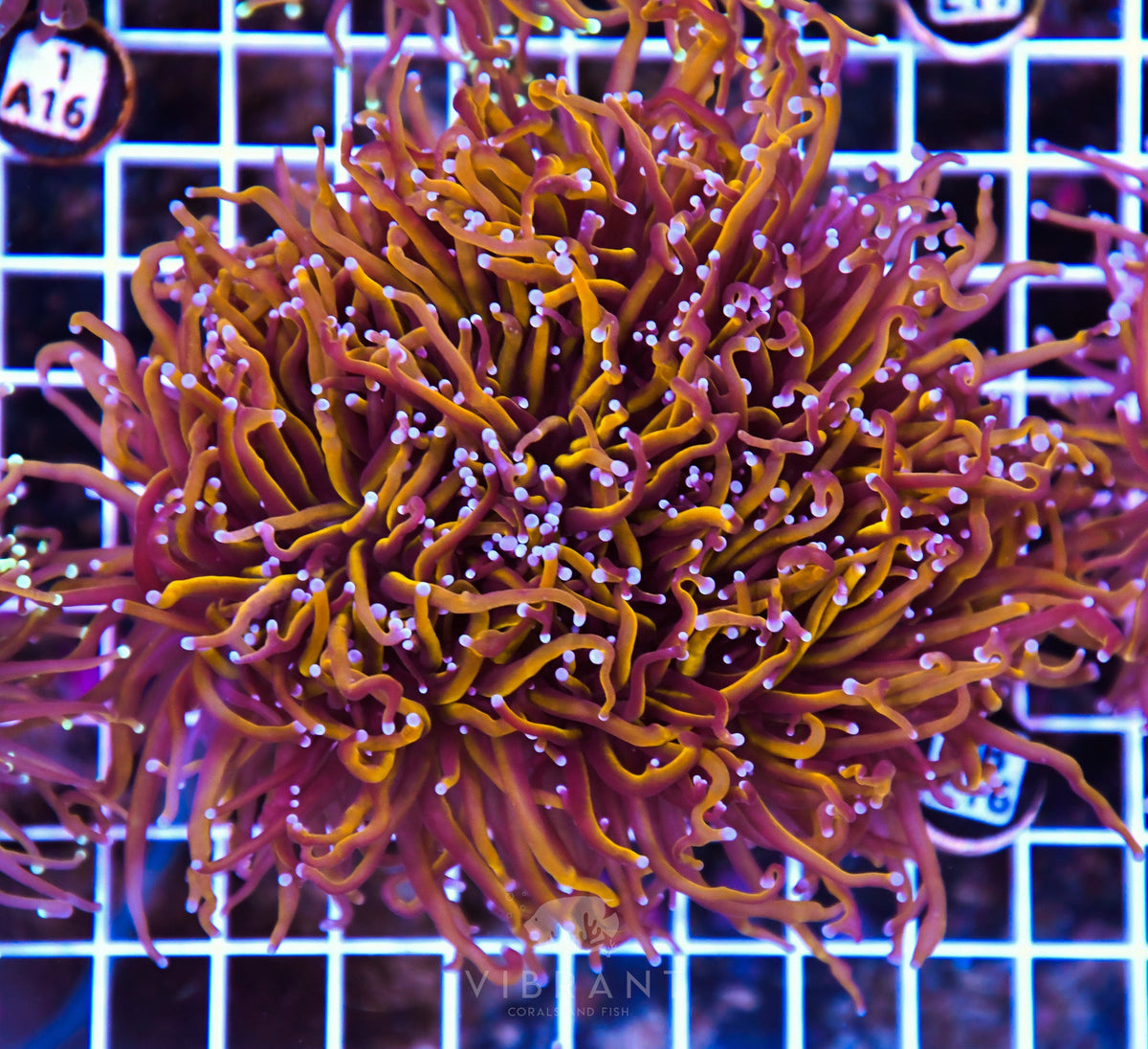 Torch INDO