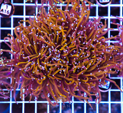 Torch INDO