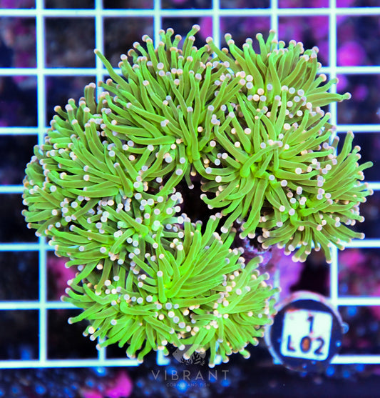 Torch INDO