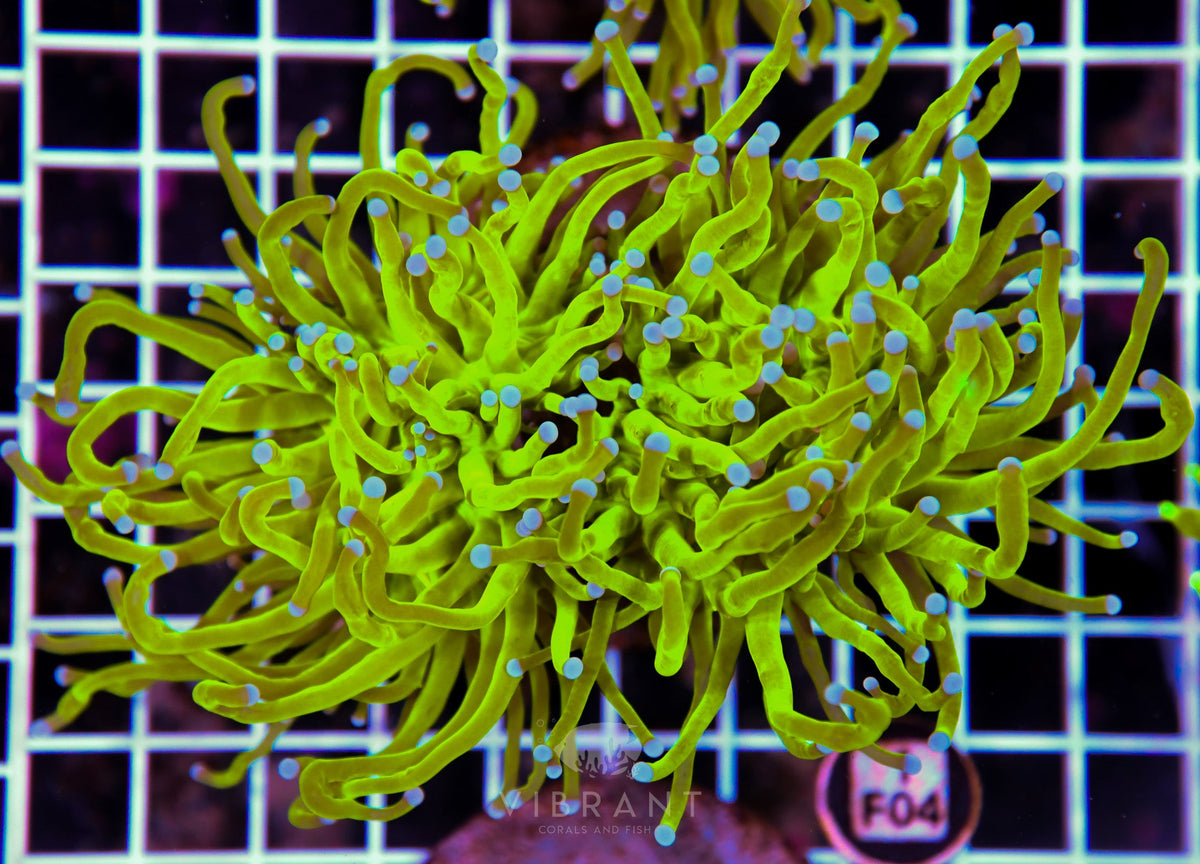 Torch INDO