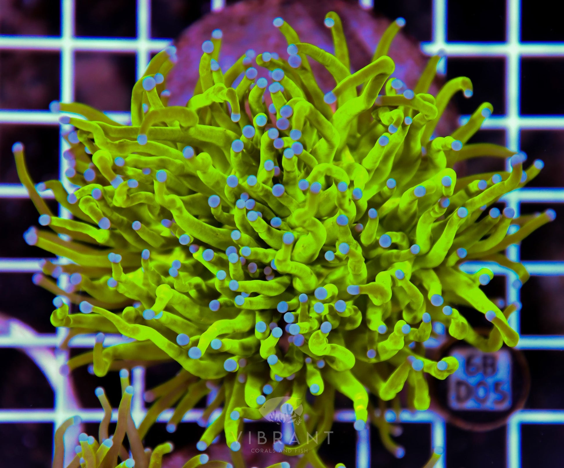 Torch INDO