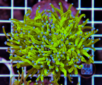Torch INDO