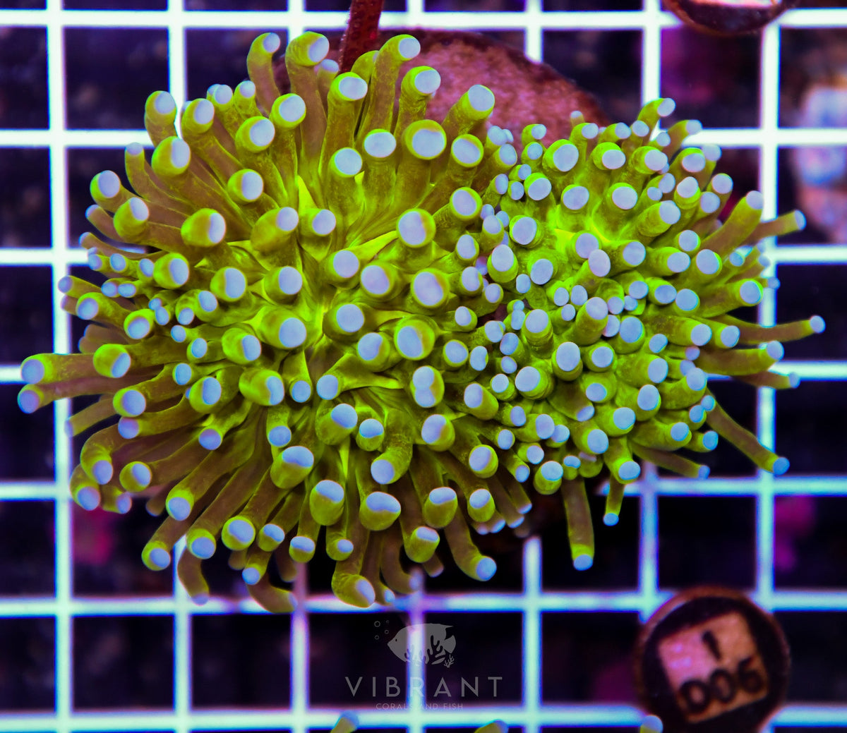 Torch INDO