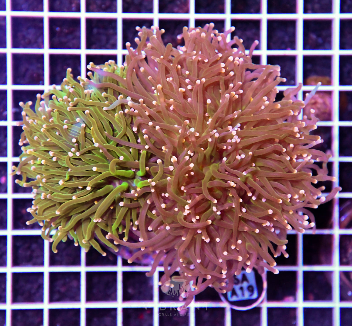 Torch INDO