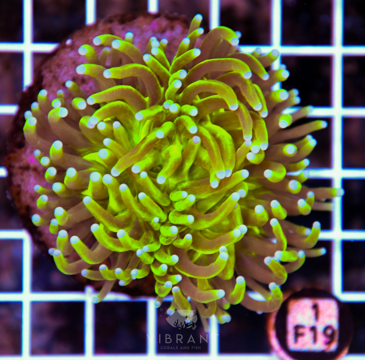 Torch INDO