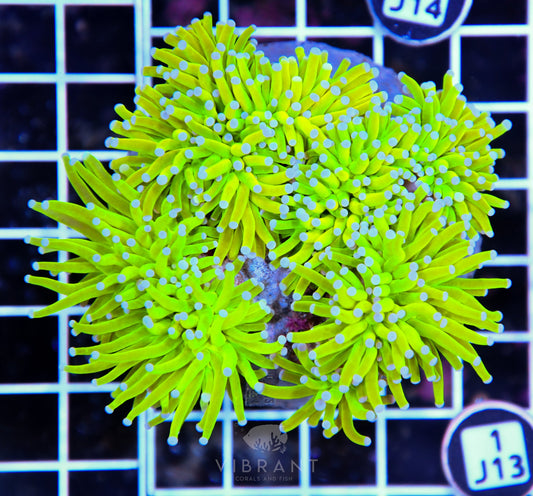 Torch INDO