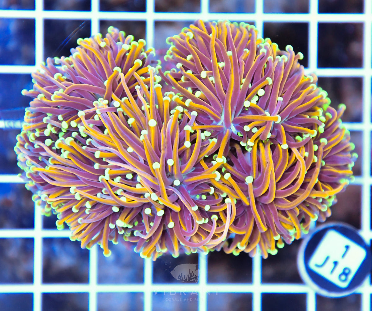 Torch INDO