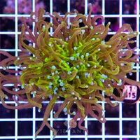 Torch INDO