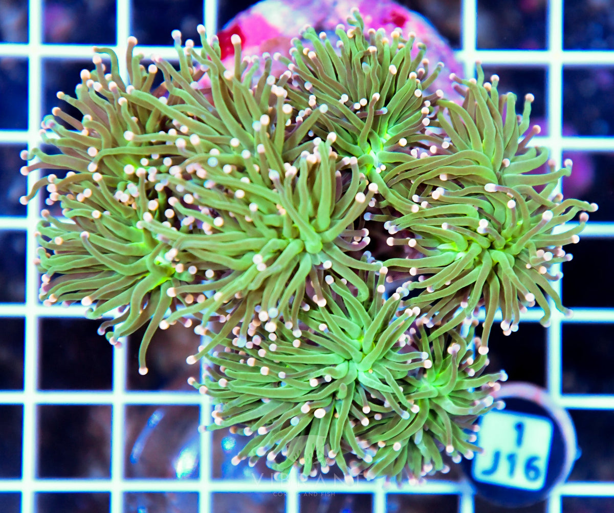 Torch INDO