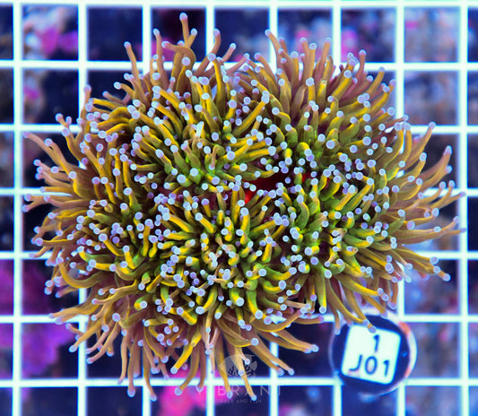Torch INDO