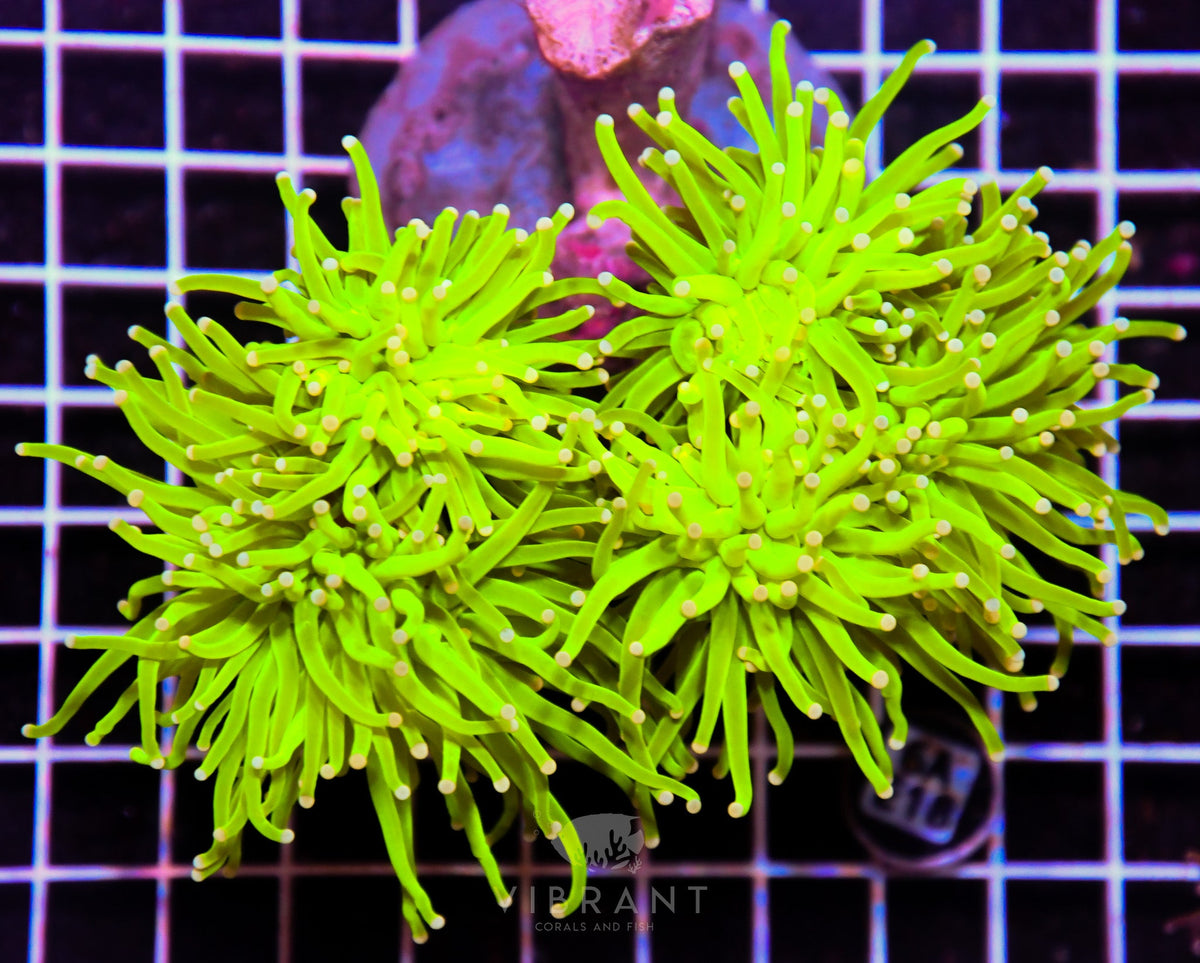 Torch INDO