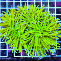 Torch INDO
