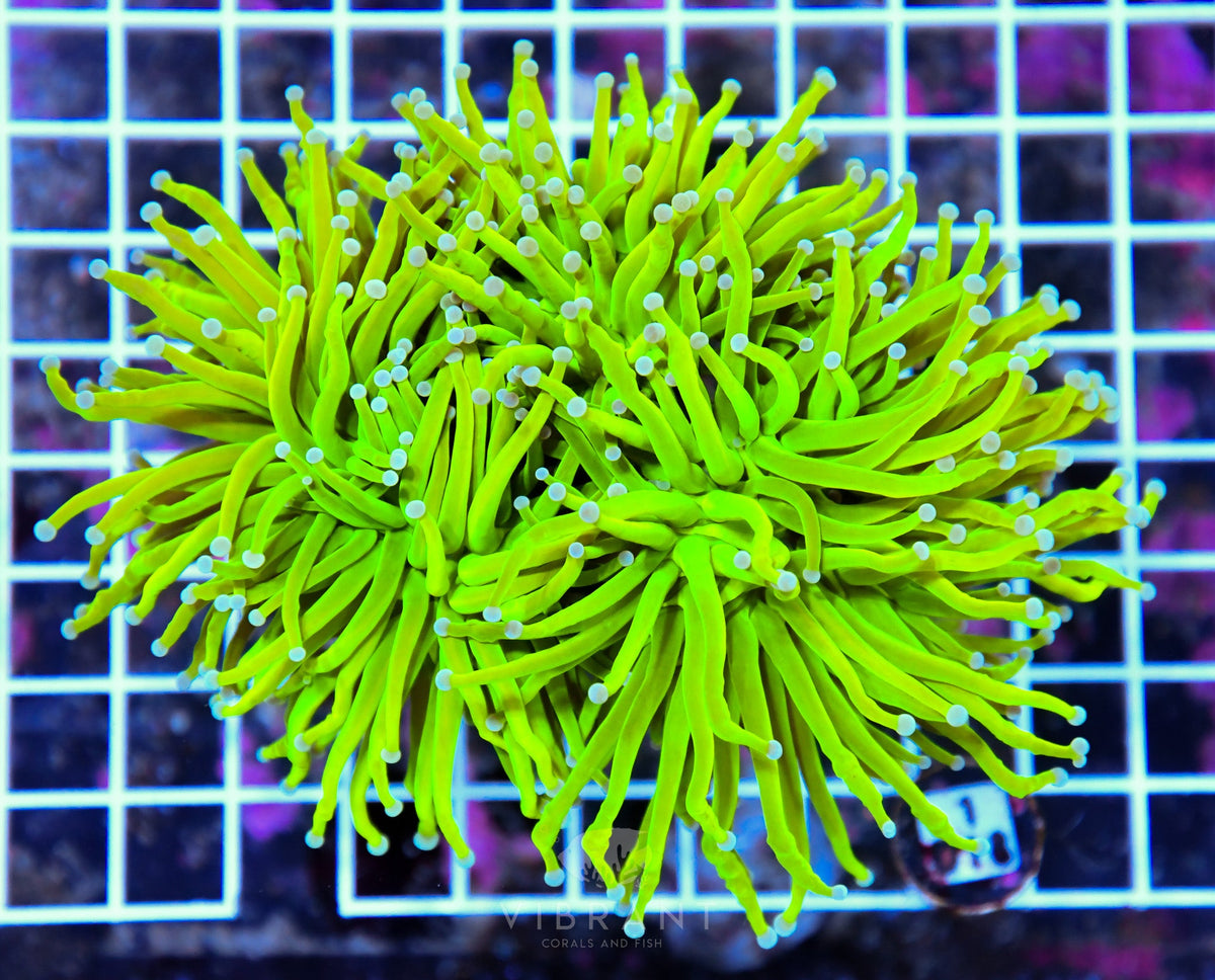 Torch INDO