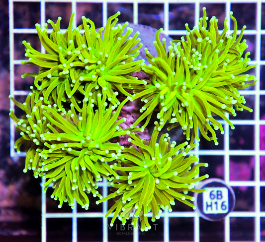 Torch INDO