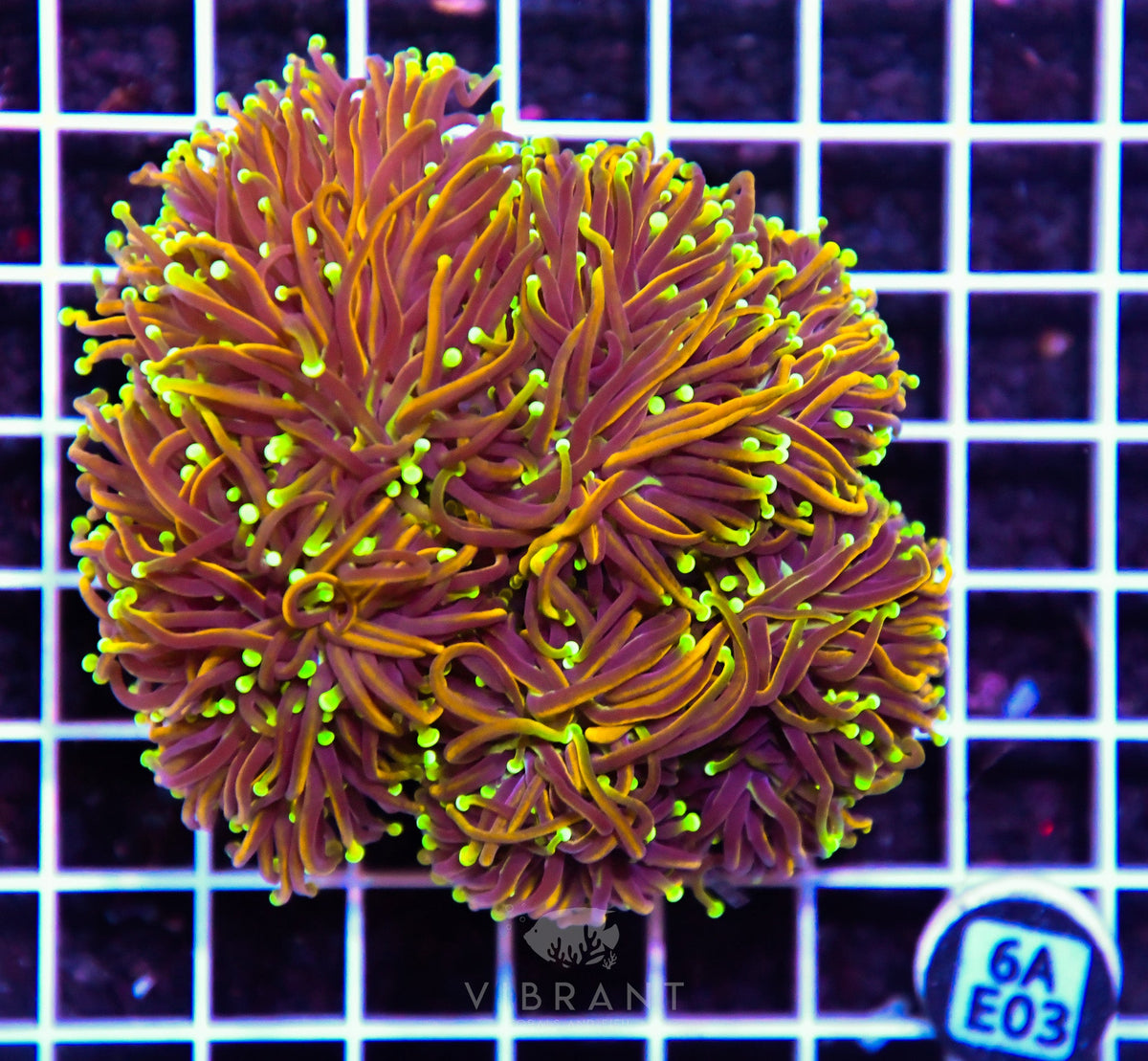 Torch INDO