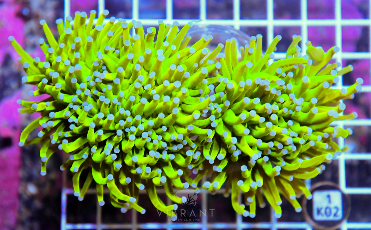 Torch INDO