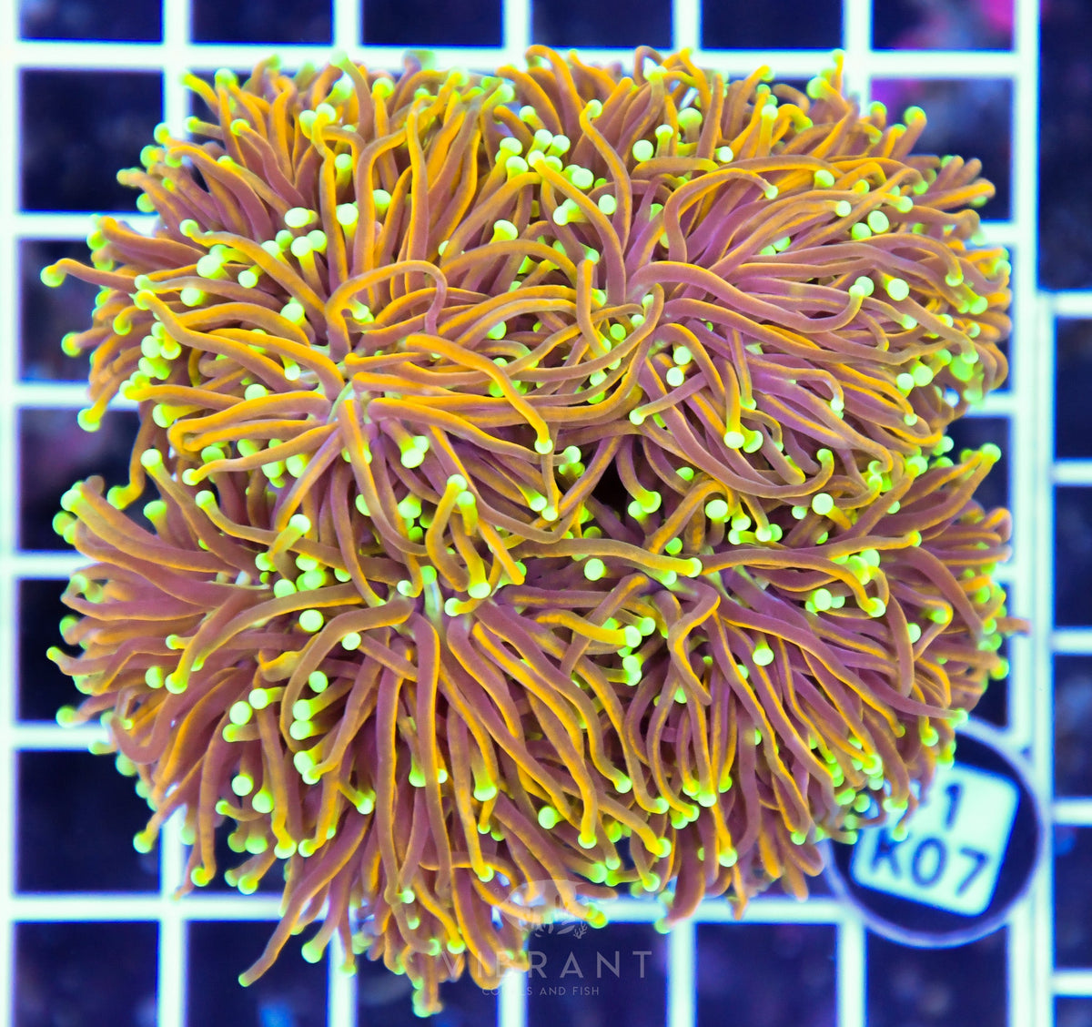Torch INDO