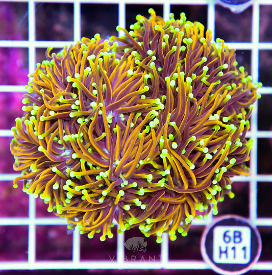 Torch INDO