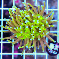 Torch INDO