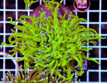 Torch INDO