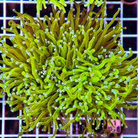 Torch INDO