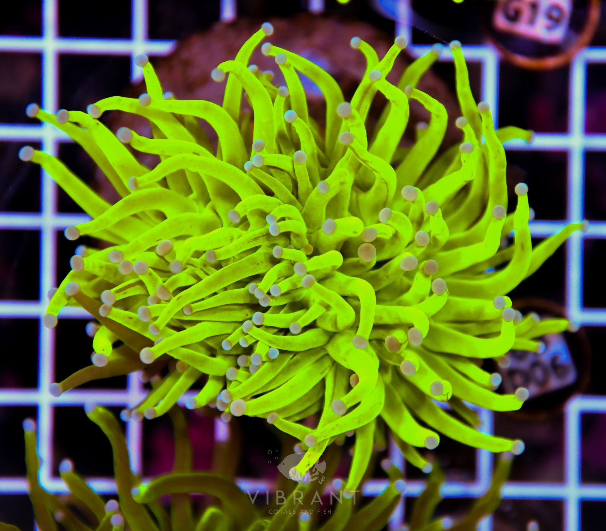Torch INDO GRAFTED
