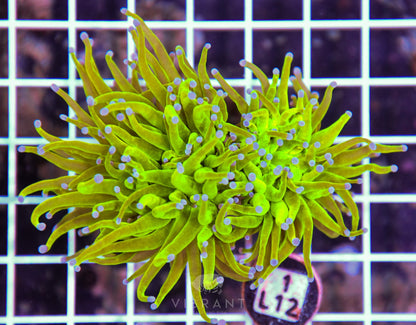 Torch INDO