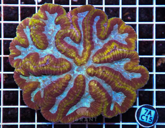 Symphyllia INDO W