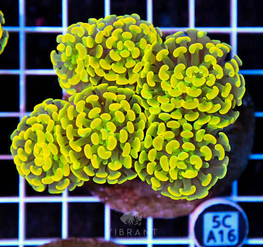 Hammer Branching INDO