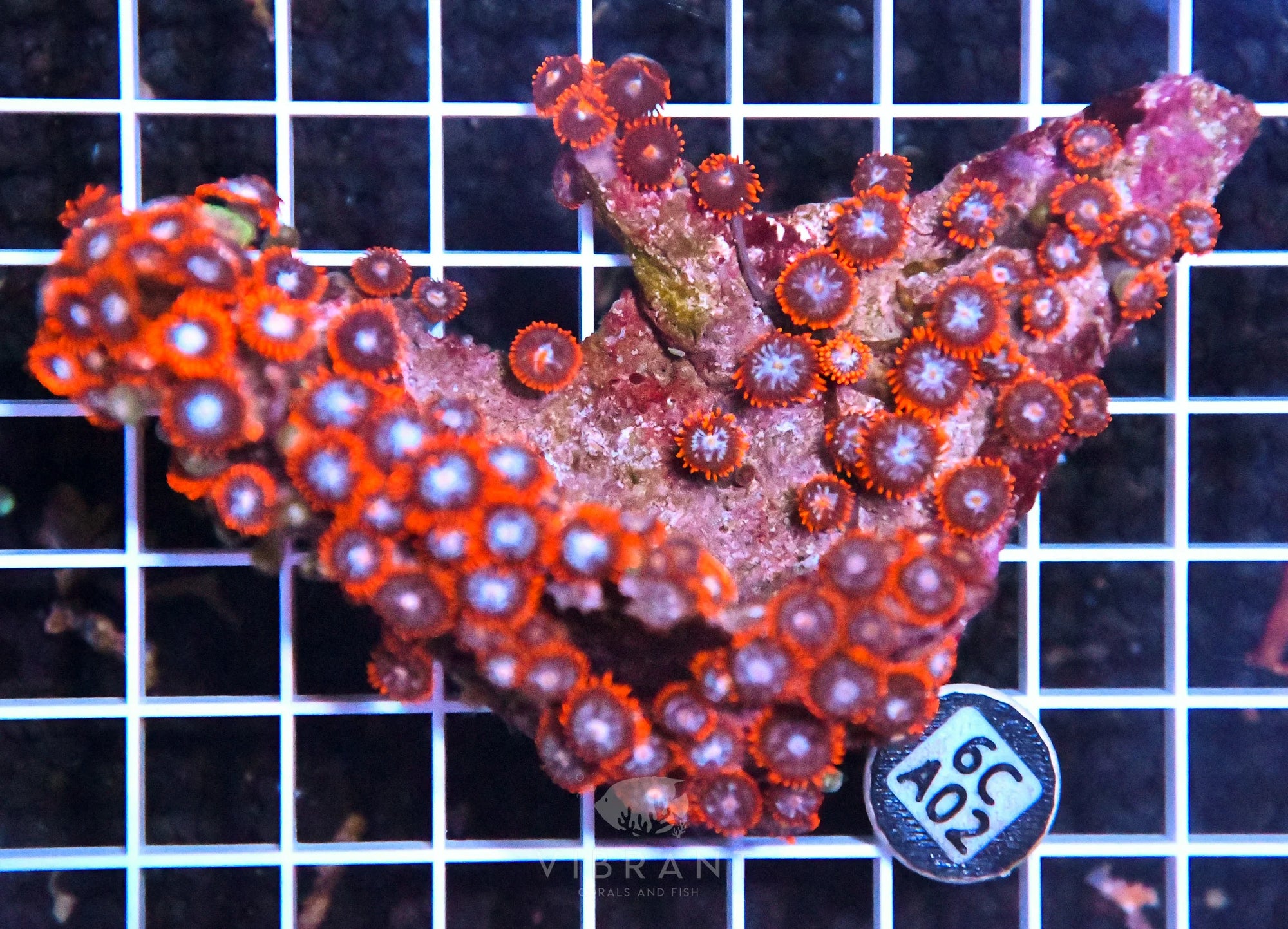 Zoa INDO W