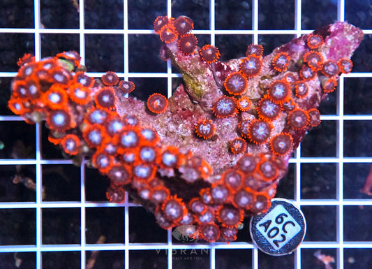 Zoa INDO W