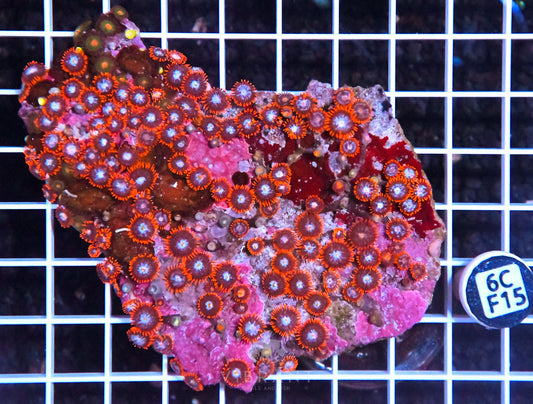 Zoa INDO W