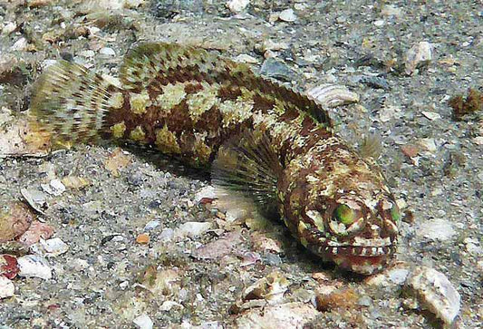 Dusky Jawfish