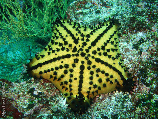 Apple Starfish