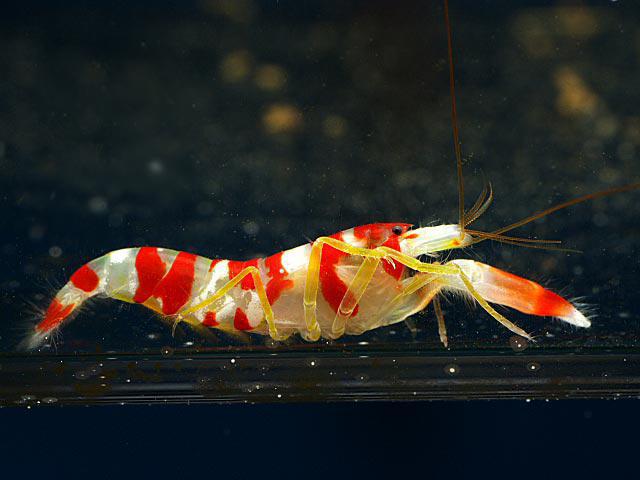 Candy Cane Pistol Shrimp