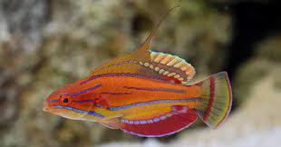 Solomon Island Flasher Wrasse