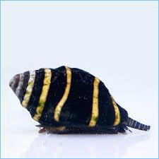 Bumble Bee Snail