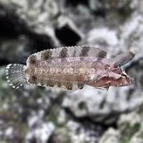 Rhino Blenny