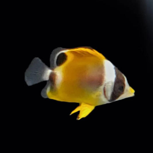 Biota Raccooon Butterflyfish